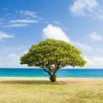The Wonderful World of Trees