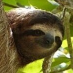 All About Rainforests